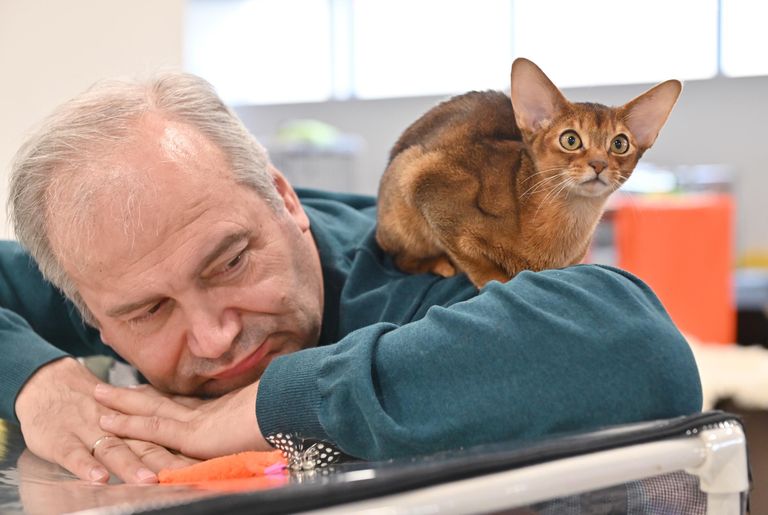 Мужчина с котенком абиссинской породы на выставке КоШарики Шоу в Москве Мужчина с котенком абиссинской породы на выставке КоШарики Шоу в Москве