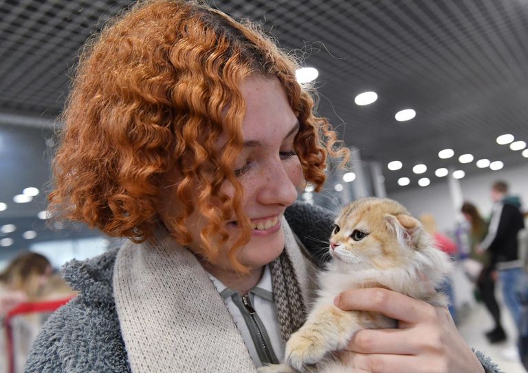 Девушка обнимает котенка породы скоттиш-фолд (шотландская вислоухая) на выставке КоШарики Шоу в Москве Девушка обнимает котенка породы скоттиш-фолд (шотландская вислоухая) на выставке КоШарики Шоу в Москве