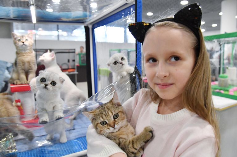 Девочка обнимает котенка породы скоттиш-страйт (шотландская прямоухая) на выставке КоШарики Шоу в Москве Девочка обнимает котенка породы скоттиш-страйт (шотландская прямоухая) на выставке КоШарики Шоу в Москве