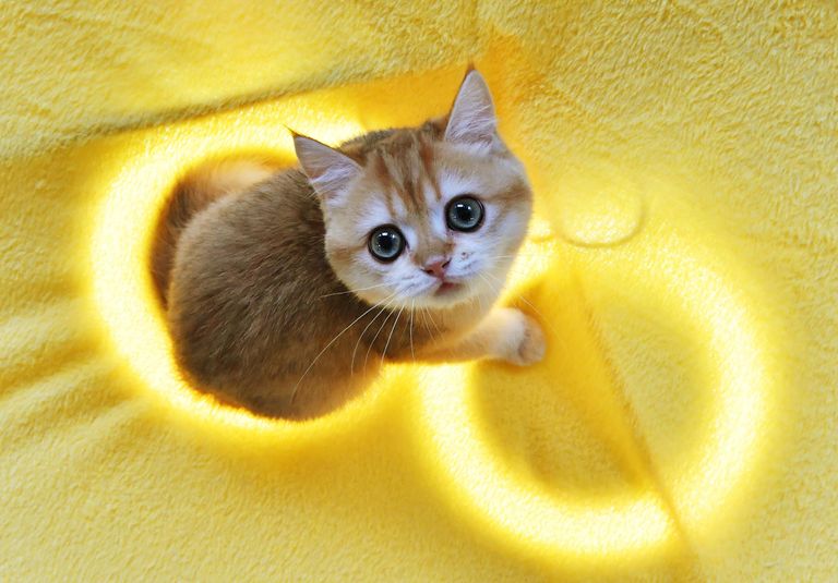 Котенок породы скоттиш-страйт (шотландская прямоухая) на выставке КоШарики Шоу в Москве Котенок породы скоттиш-страйт (шотландская прямоухая) на выставке КоШарики Шоу в Москве