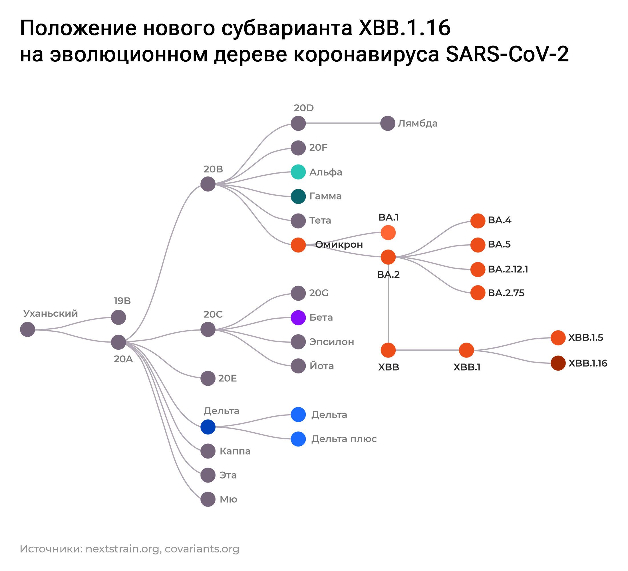Эволюционное дерево коронавируса