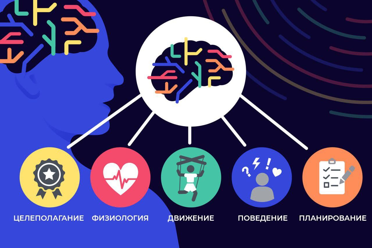 Сомато-когнитивная сеть действия Сомато-когнитивная сеть действия - РИА Новости, 1920, 21.04.2023