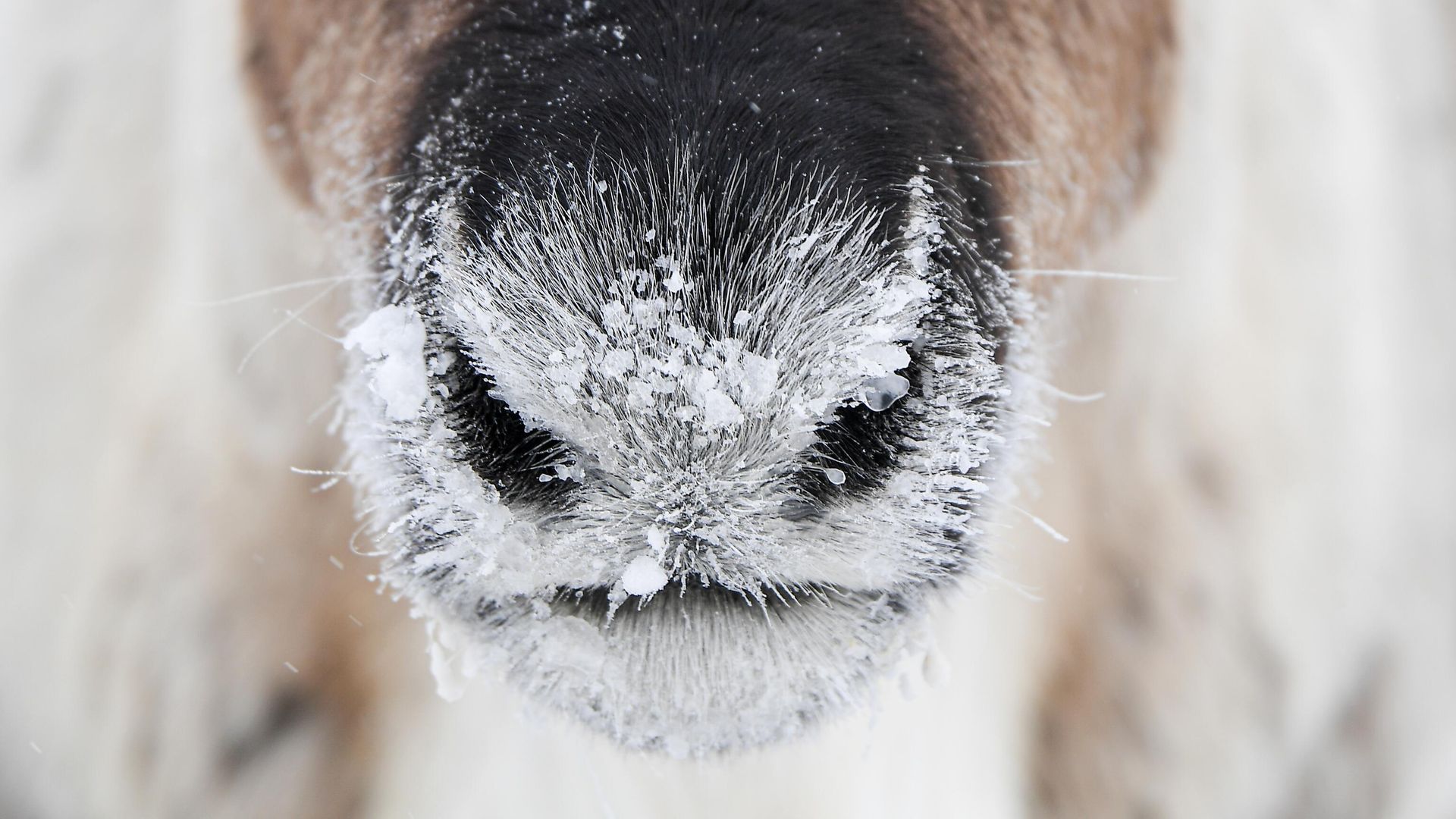 Нос оленя Нос оленя - РИА Новости, 1920, 29.12.2023
