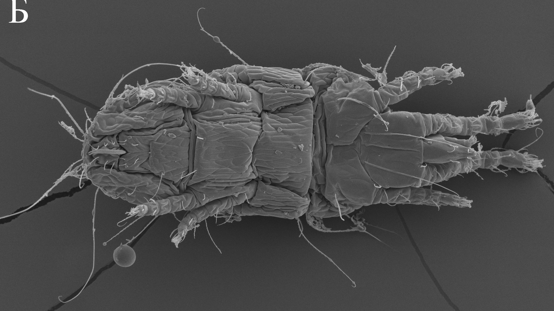 Клещ вида Linotetranus sibiriensis Клещ вида Linotetranus sibiriensis - РИА Новости, 1920, 22.05.2023