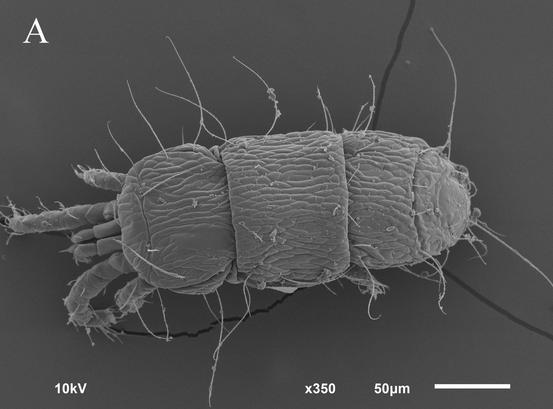 Клещ вида Linotetranus sibiriensis Клещ вида Linotetranus sibiriensis - РИА Новости, 1920, 19.05.2023