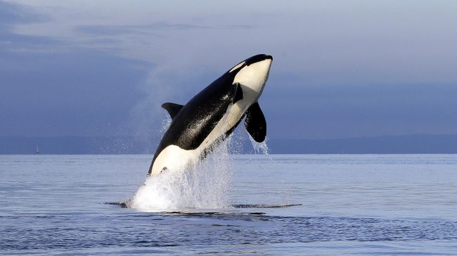Косатка выпрыгивает из воды 