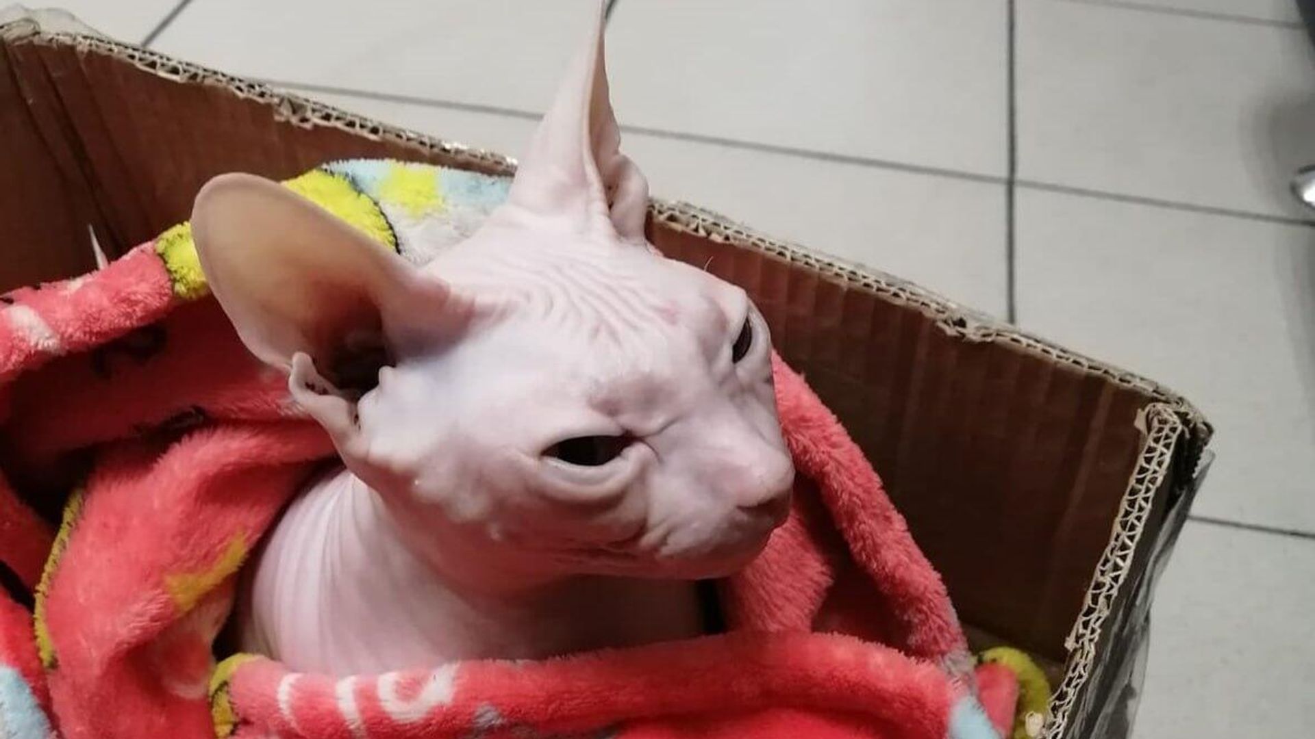 Кошка-сфинкс, которую оставили в аэропорту Екатеринбурга Кошка-сфинкс, которую оставили в аэропорту Екатеринбурга - РИА Новости, 1920, 26.05.2023