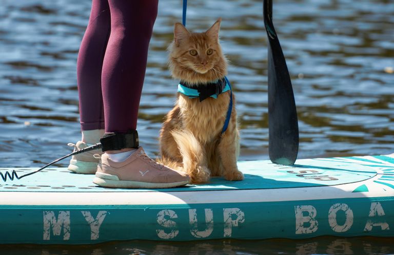 Девушка на сапборде со своим питомцем участвует в ежегодном заплыве Petshop sup на Южном пруду Крестовского острова в Санкт-Петербурге Девушка на сапборде со своим питомцем участвует в ежегодном заплыве Petshop sup на Южном пруду Крестовского острова в Санкт-Петербурге