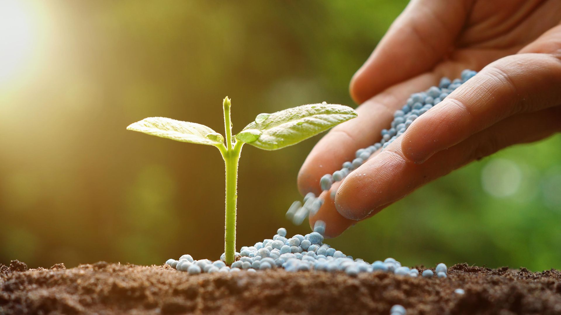 Удобрение рассады Удобрение рассады - РИА Новости, 1920, 01.06.2023