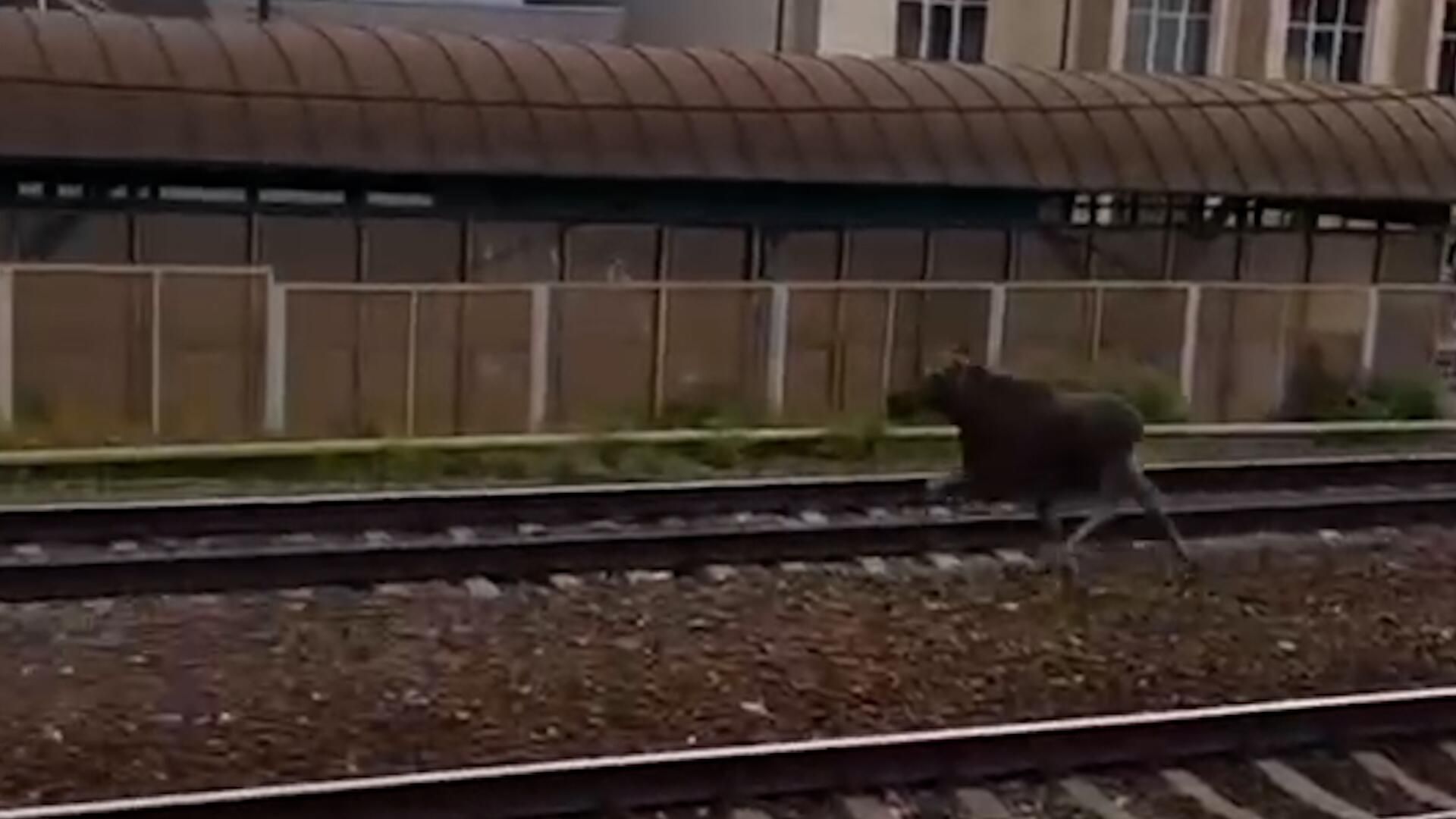 Лось на железнодорожных путях в Подмосковье Лось на железнодорожных путях в Подмосковье - РИА Новости, 1920, 01.06.2023