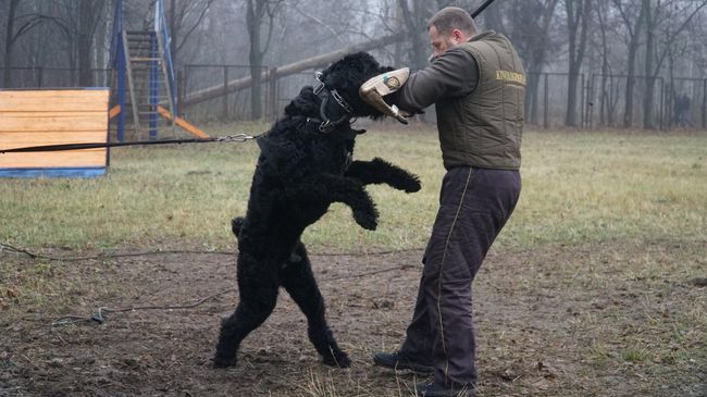Победитель монопородного чемпионата 2021 года по ОКД и ЗКС Бест Гуард Воздушный Десант России Победитель монопородного чемпионата 2021 года по ОКД и ЗКС Бест Гуард Воздушный Десант России