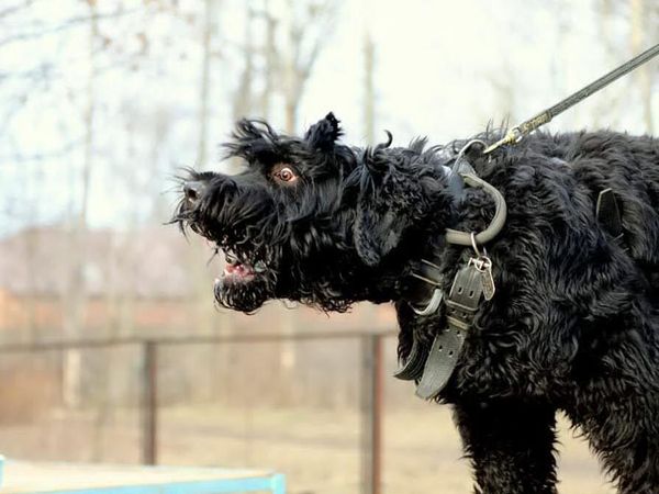Чернышисты – об РЧТ: Это уникальные собаки! С ними безбоязненно можно ходить и ночью в лес, и мимо стаи бродячих псов, готовых напасть. Черныш защитит всегда, в том числе и от неадекватных людей Чернышисты – об РЧТ: Это уникальные собаки! С ними безбоязненно можно ходить и ночью в лес, и мимо стаи бродячих псов, готовых напасть. Черныш защитит всегда, в том числе и от неадекватных людей