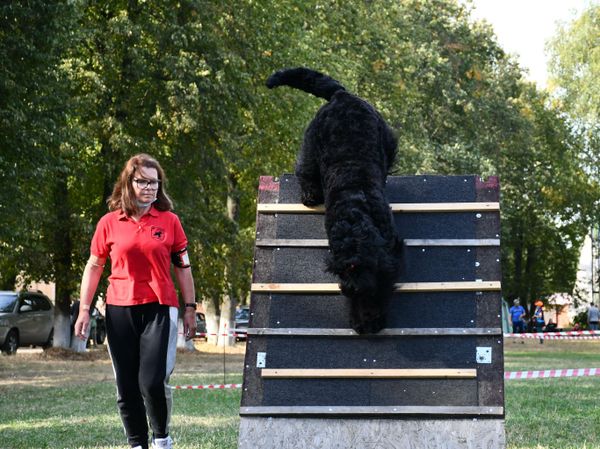 Чернышисты – об РЧТ: Это уникальные собаки! С ними безбоязненно можно ходить и ночью в лес, и мимо стаи бродячих псов, готовых напасть. Черныш защитит всегда, в том числе и от неадекватных людей Чернышисты – об РЧТ: Это уникальные собаки! С ними безбоязненно можно ходить и ночью в лес, и мимо стаи бродячих псов, готовых напасть. Черныш защитит всегда, в том числе и от неадекватных людей