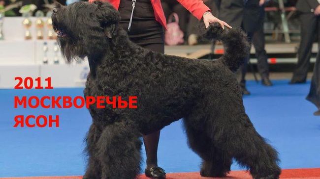 Москворечье Ясон. Чемпион Мира 2010 года, дважды Ветеран Чемпион Мира, дважды Ветеран Чемпион Европы, Интерчемпион (FCI), трижды победитель Crufts, Гранд Чемпион России, Австрии, Беларуси, Бельгии, Болгарии, Боснии и Герцеговины, Венгрии, Германии, Гибралтара и еще двух десятков стран. Пятикратный Чемпион РКФ Москворечье Ясон. Чемпион Мира 2010 года, дважды Ветеран Чемпион Мира, дважды Ветеран Чемпион Европы, Интерчемпион (FCI), трижды победитель Crufts, Гранд Чемпион России, Австрии, Беларуси, Бельгии, Болгарии, Боснии и Герцеговины, Венгрии, Германии, Гибралтара и еще двух десятков стран. Пятикратный Чемпион РКФ