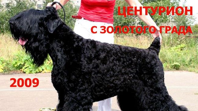 Центурион с Золотого Града. Юный Чемпион Европы 2007 года, Юный Чемпион России, Чемпион России и Беларуси, Гранд Чемпион России Центурион с Золотого Града. Юный Чемпион Европы 2007 года, Юный Чемпион России, Чемпион России и Беларуси, Гранд Чемпион России