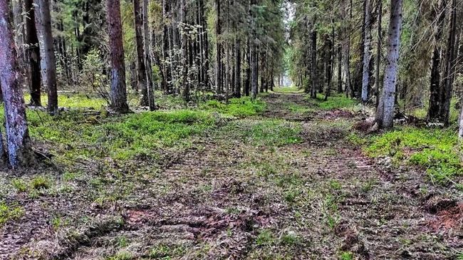 Лесные просеки Подмосковья