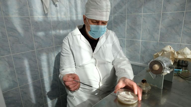 Ученые засевают спорами гриба стерильный субстрат из агара для получения чистой маточную культуры мицелия Ученые засевают спорами гриба стерильный субстрат из агара для получения чистой маточную культуры мицелия