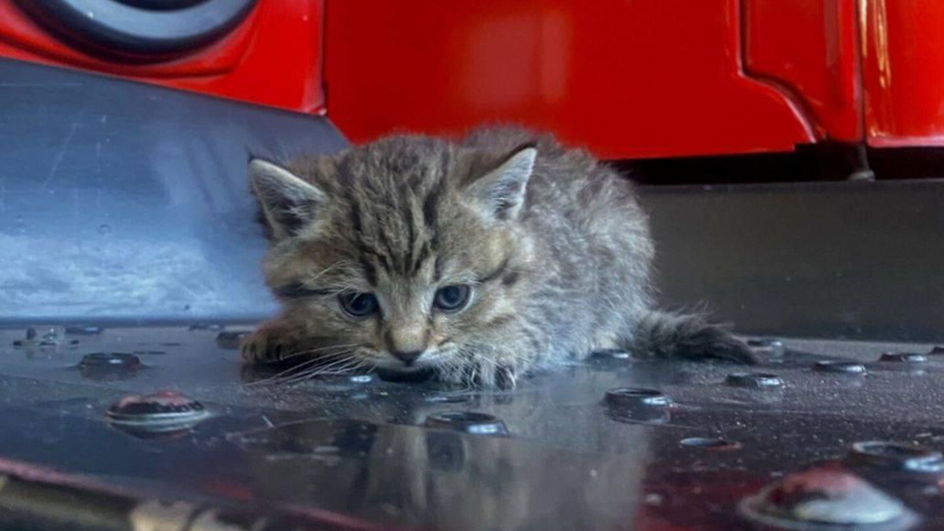 Котенок, которого спасли во время пожара в Бурятии Котенок, которого спасли во время пожара в Бурятии - РИА Новости, 1920, 08.06.2023