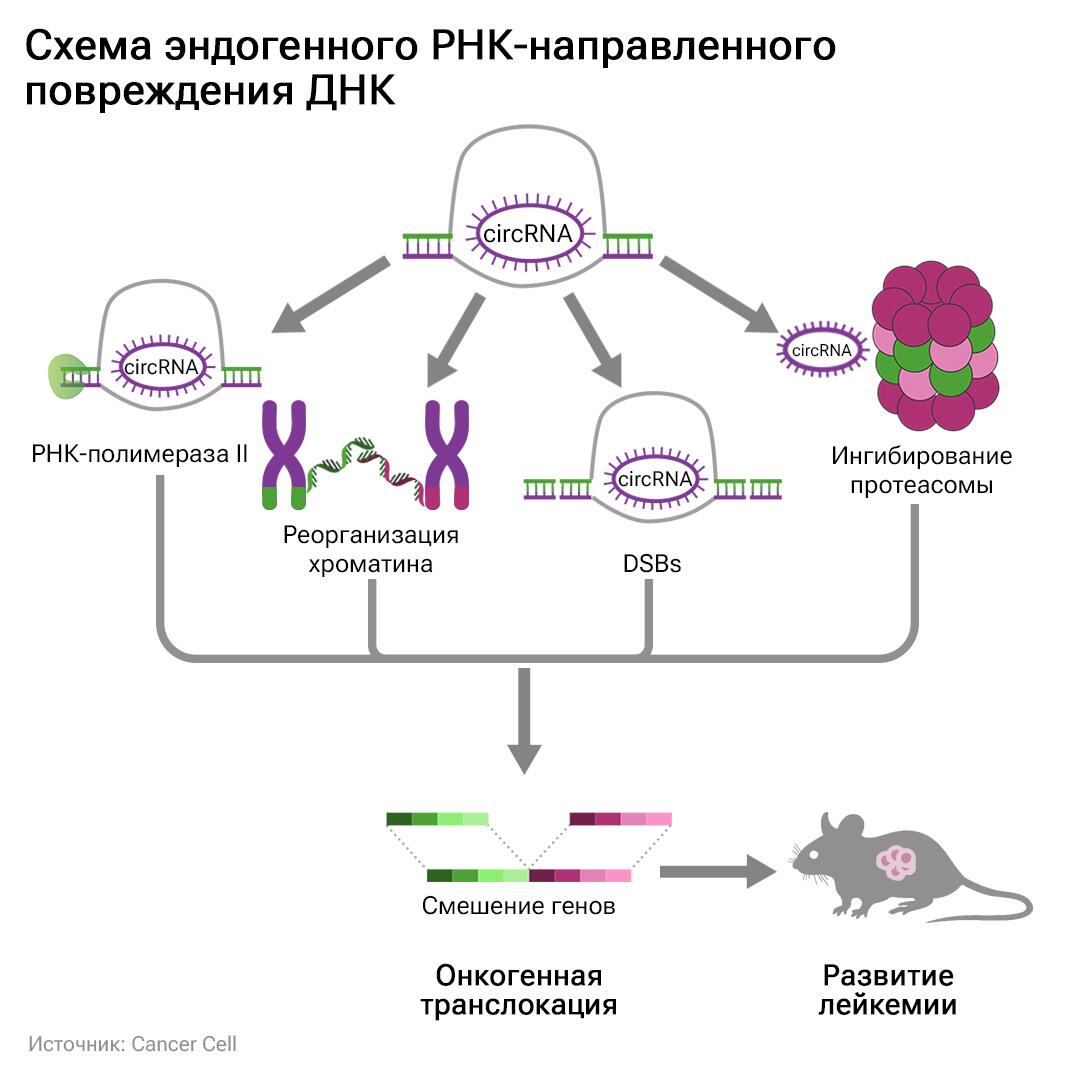 Четыре пути взаимодействия кольцевых РНК (circRNA) с ДНК, приводящих к развитию лейкемии у мышей: образование фермента РНК-полимераза II (RNA Pol II), реорганизация хроматина, возникновение дисульфидных белковых связей (DSBs), ингибирование протеасомы Четыре пути взаимодействия кольцевых РНК (circRNA) с ДНК, приводящих к развитию лейкемии у мышей: образование фермента РНК-полимераза II (RNA Pol II), реорганизация хроматина, возникновение дисульфидных белковых связей (DSBs), ингибирование протеасомы