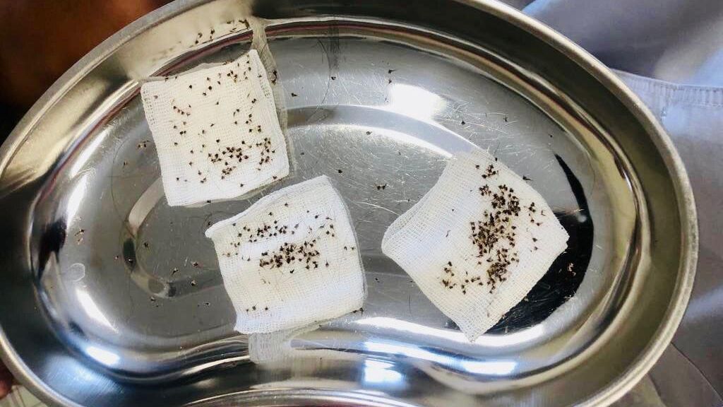Жала, удаленные у детей, на которых напали пчелы в селе Ахмерово Ишимбайского района Республики Башкортостан Жала, удаленные у детей, на которых напали пчелы в селе Ахмерово Ишимбайского района Республики Башкортостан - РИА Новости, 1920, 30.06.2023