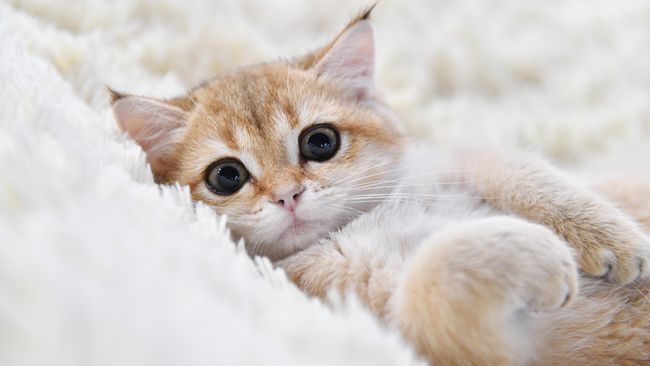 Котенок британской породы