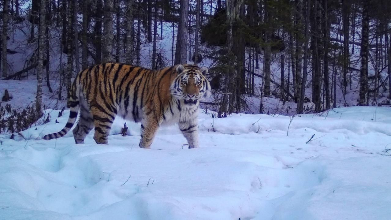 Тигр сфотографировался в Сихотэ-Алинском заповеднике Тигр сфотографировался в Сихотэ-Алинском заповеднике - РИА Новости, 1920, 04.07.2023