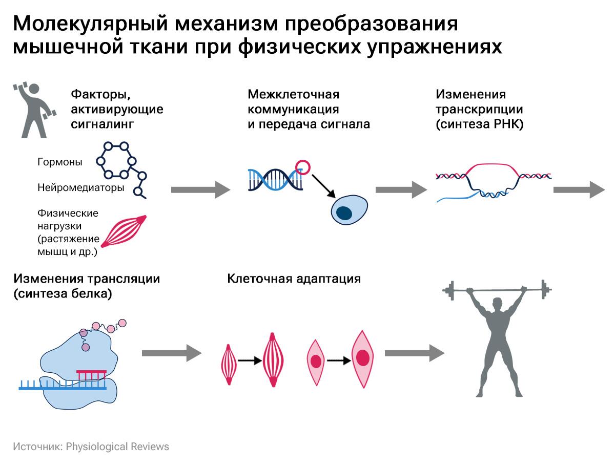 Молекулярный механизм преобразования мышечной ткани при физических упражнениях Молекулярный механизм преобразования мышечной ткани при физических упражнениях