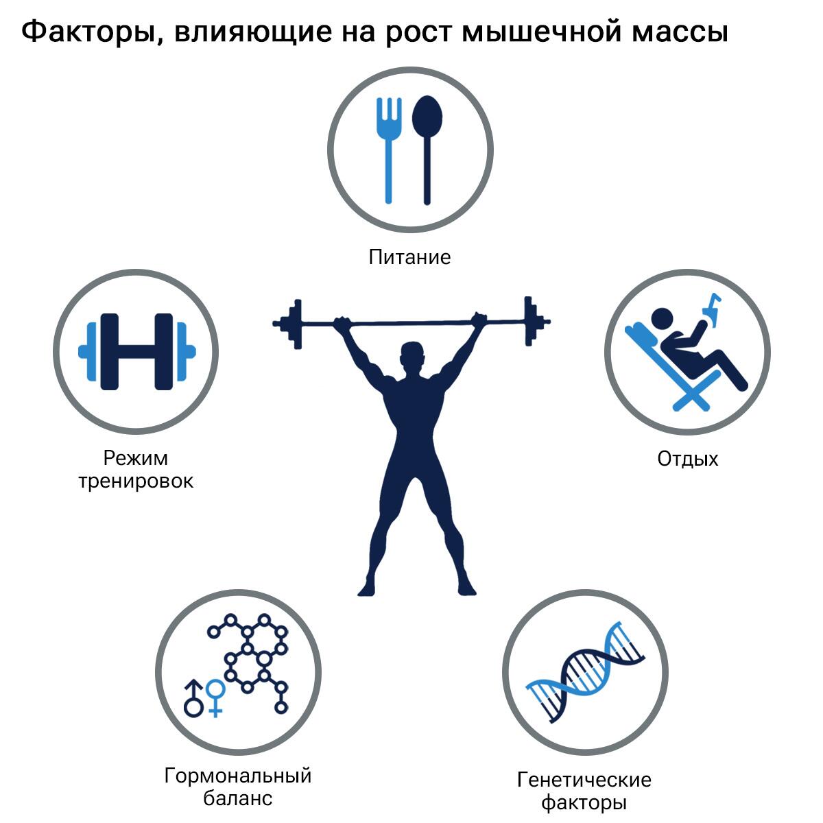 Факторы, влияющие на рост мышечной массы Факторы, влияющие на рост мышечной массы