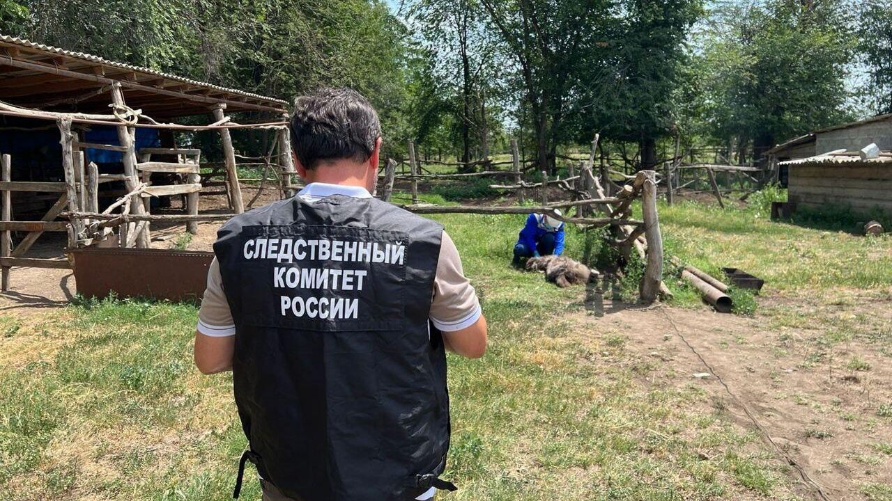 Сотрудник Следственного комитета России на месте нападения собаки на девочку в Грозном Сотрудник Следственного комитета России на месте нападения собаки на девочку в Грозном - РИА Новости, 1920, 10.07.2023