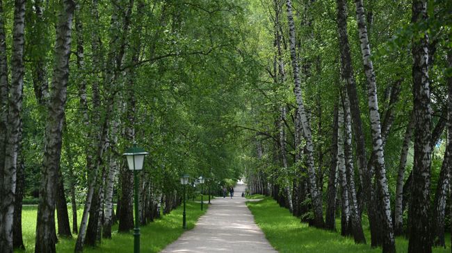 Прешпект - живописная аллея, ведущая от Башен въезда к дому Л.Н.Толстого, существовала еще в XVII веке Прешпект - живописная аллея, ведущая от Башен въезда к дому Л.Н.Толстого, существовала еще в XVII веке