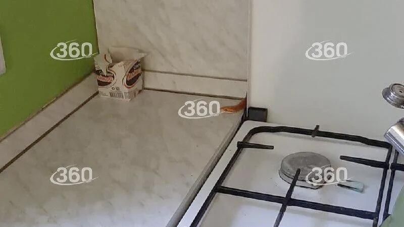 Змея в квартире на улице Гиляровского в Москве Змея в квартире на улице Гиляровского в Москве - РИА Новости, 1920, 18.07.2023