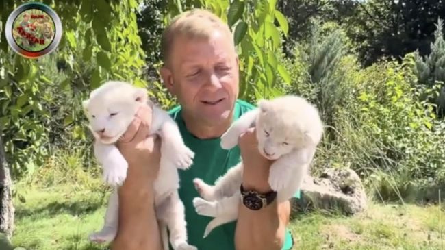 Директор парка Тайган	Олег Зубков с белыми львятами. Кадр видео