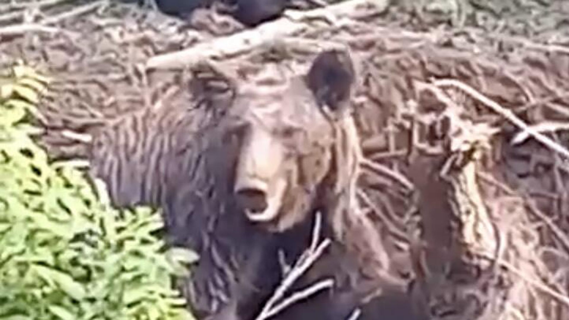 Спасенная из браконьерских сетей в Ногликском районе медведица Спасенная из браконьерских сетей в Ногликском районе медведица - РИА Новости, 1920, 27.07.2023