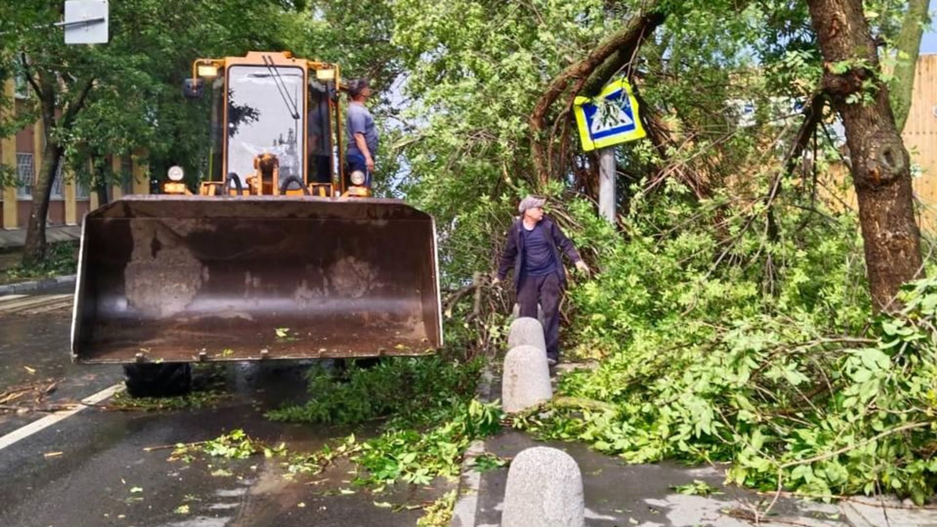 Поваленные сильным ветром деревья в Нижнем Новгороде Поваленные сильным ветром деревья в Нижнем Новгороде - РИА Новости, 1920, 29.07.2023