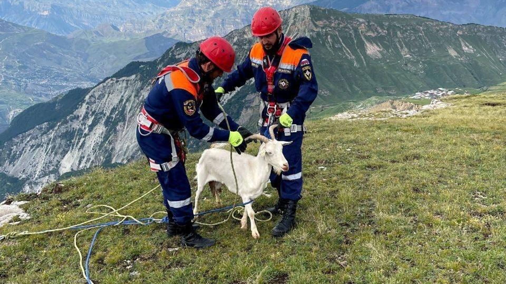 В Дагестане сотрудники МЧС спасли домашних коз, упавших со скалы В Дагестане сотрудники МЧС спасли домашних коз, упавших со скалы - РИА Новости, 1920, 07.08.2023