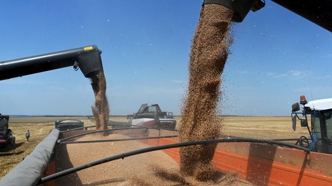Уборка урожая пшеницы