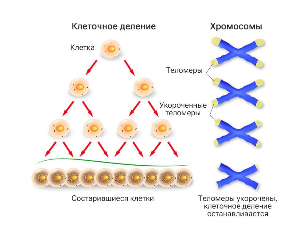 Старение клетки Старение клетки - РИА Новости, 1920, 16.08.2023