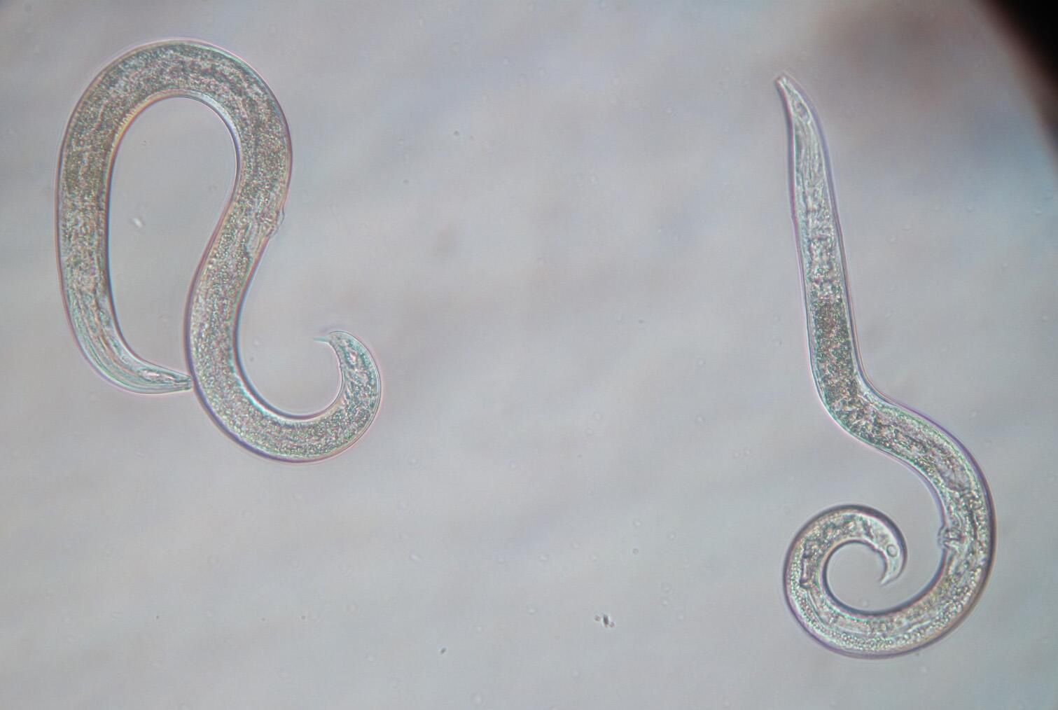 Пробуждение плейстоценовых нематод Panagrolaimus kolymaensis Пробуждение плейстоценовых нематод Panagrolaimus kolymaensis - РИА Новости, 1920, 19.02.2026