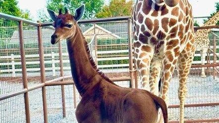 Жираф без пятен в зоопарке Brights Zoo в Теннесси Жираф без пятен в зоопарке Brights Zoo в Теннесси - РИА Новости, 1920, 22.08.2023