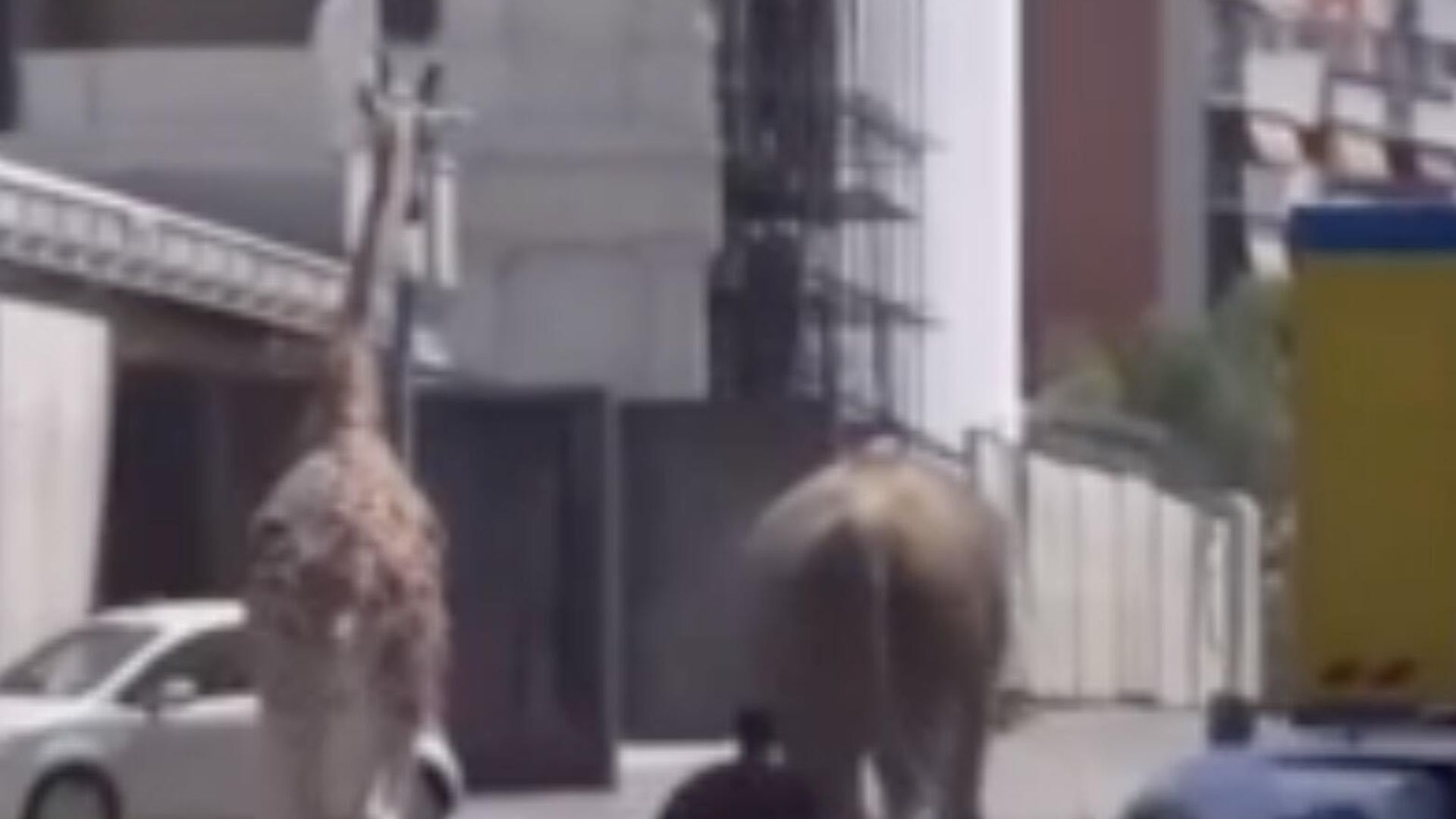 Слон и жираф сбежали с киносъемок в Риме. Стоп-кадр видео Слон и жираф сбежали с киносъемок в Риме. Стоп-кадр видео - РИА Новости, 1920, 24.08.2023