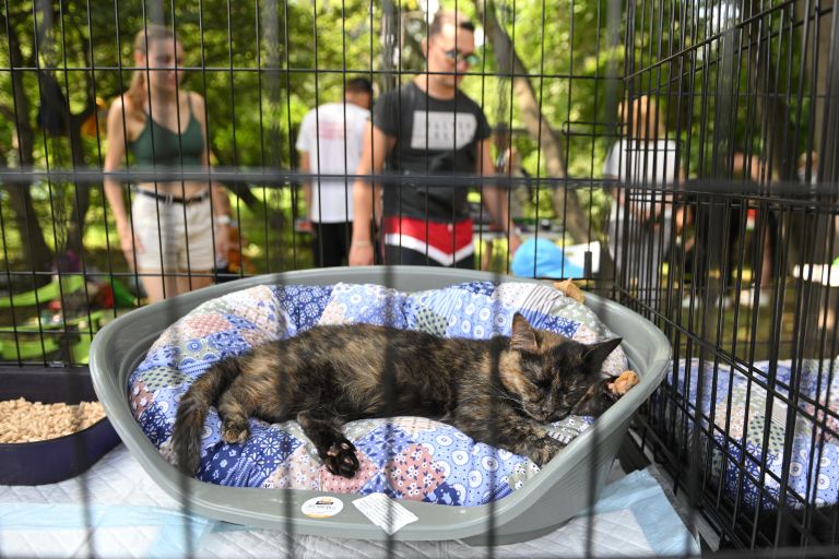 Клетка с кошкой на выставке-пристройстве животных в рамках Московского урбанистического форума - 2023 Клетка с кошкой на выставке-пристройстве животных в рамках Московского урбанистического форума - 2023