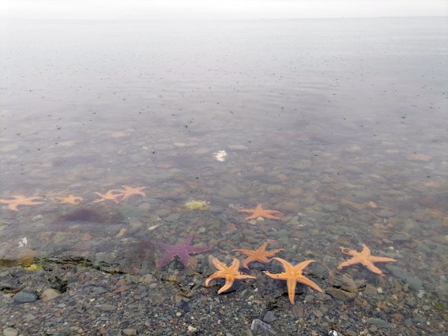 Морские звезды у берега Морские звезды у берега