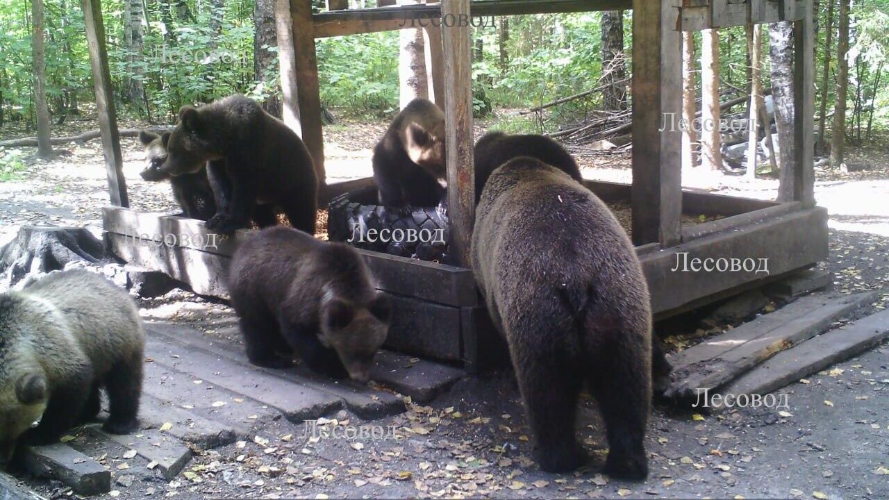 Медведица с медвежатами в охотхозяйстве Лесовод Медведица с медвежатами в охотхозяйстве Лесовод - РИА Новости, 1920, 21.09.2023