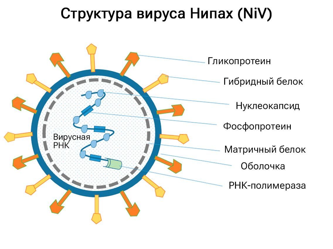 Структура вируса Нипах (NiV) Структура вируса Нипах (NiV) - РИА Новости, 1920, 22.09.2023
