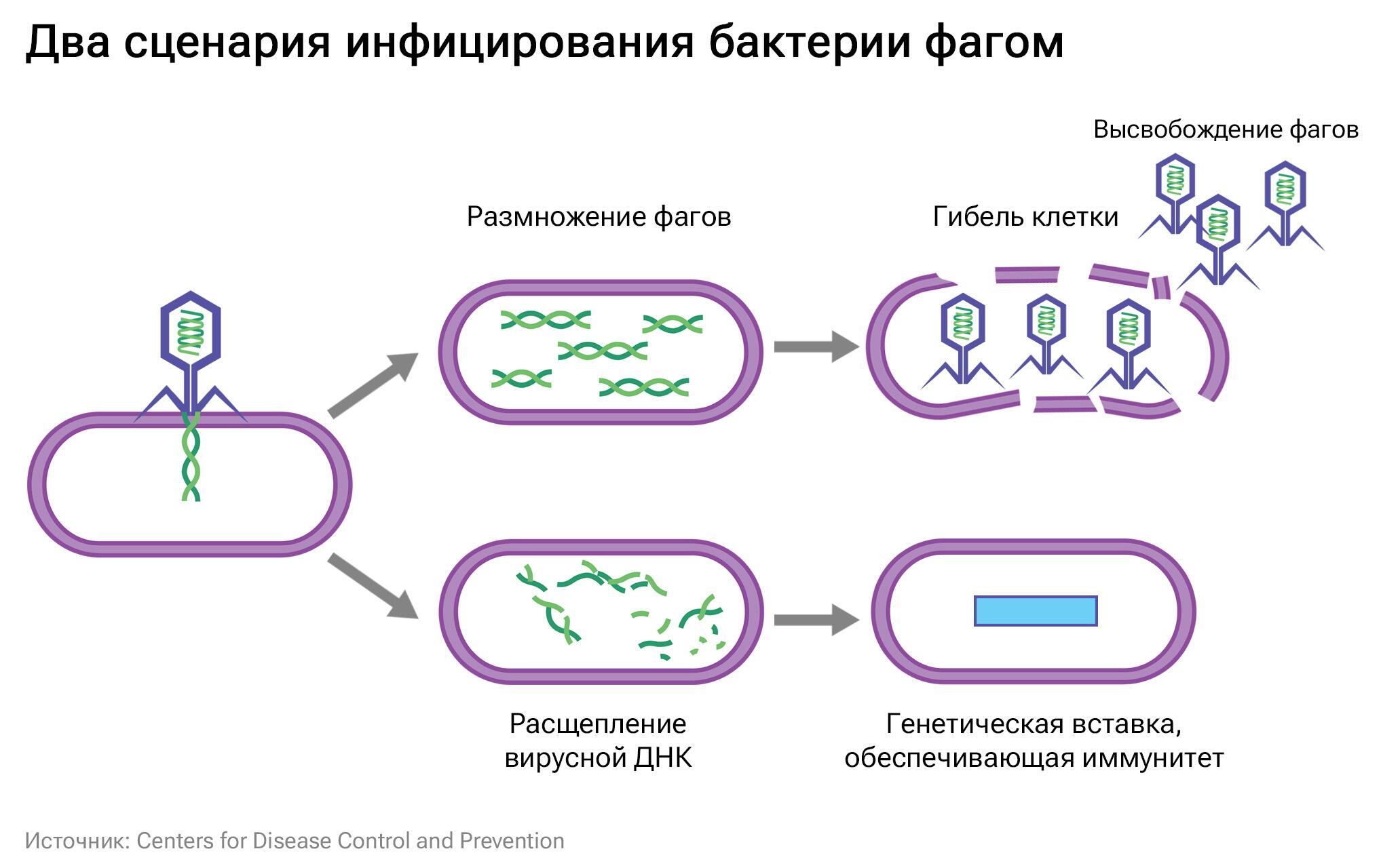 Два сценария инфицирования бактерии фагом Два сценария инфицирования бактерии фагом