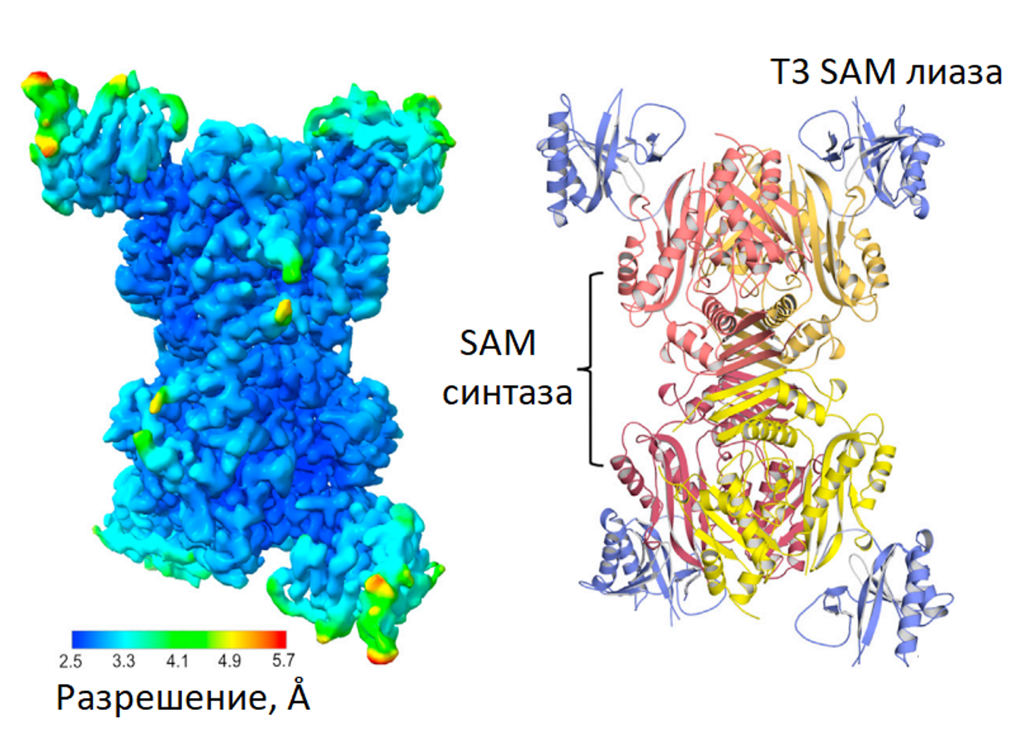 Структура комплекса SAM-лиазы фага Т3 с SAM-синтазой бактерии Escherichia coli Структура комплекса SAM-лиазы фага Т3 с SAM-синтазой бактерии Escherichia coli