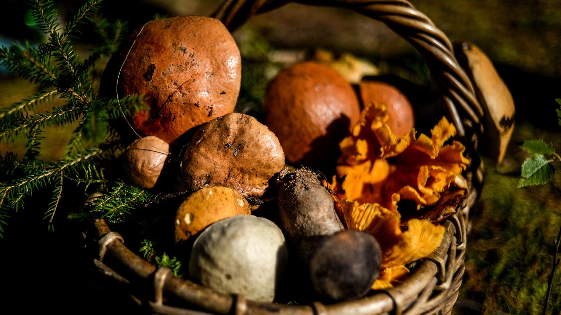 Грибы, собранные жителями Новгородской области в лесу Грибы, собранные жителями Новгородской области в лесу - РИА Новости, 1920, 17.07.2024