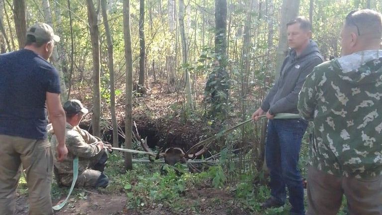 Лось, застрявший в торфяной канаве на территории Полистовского заповедника Лось, застрявший в торфяной канаве на территории Полистовского заповедника