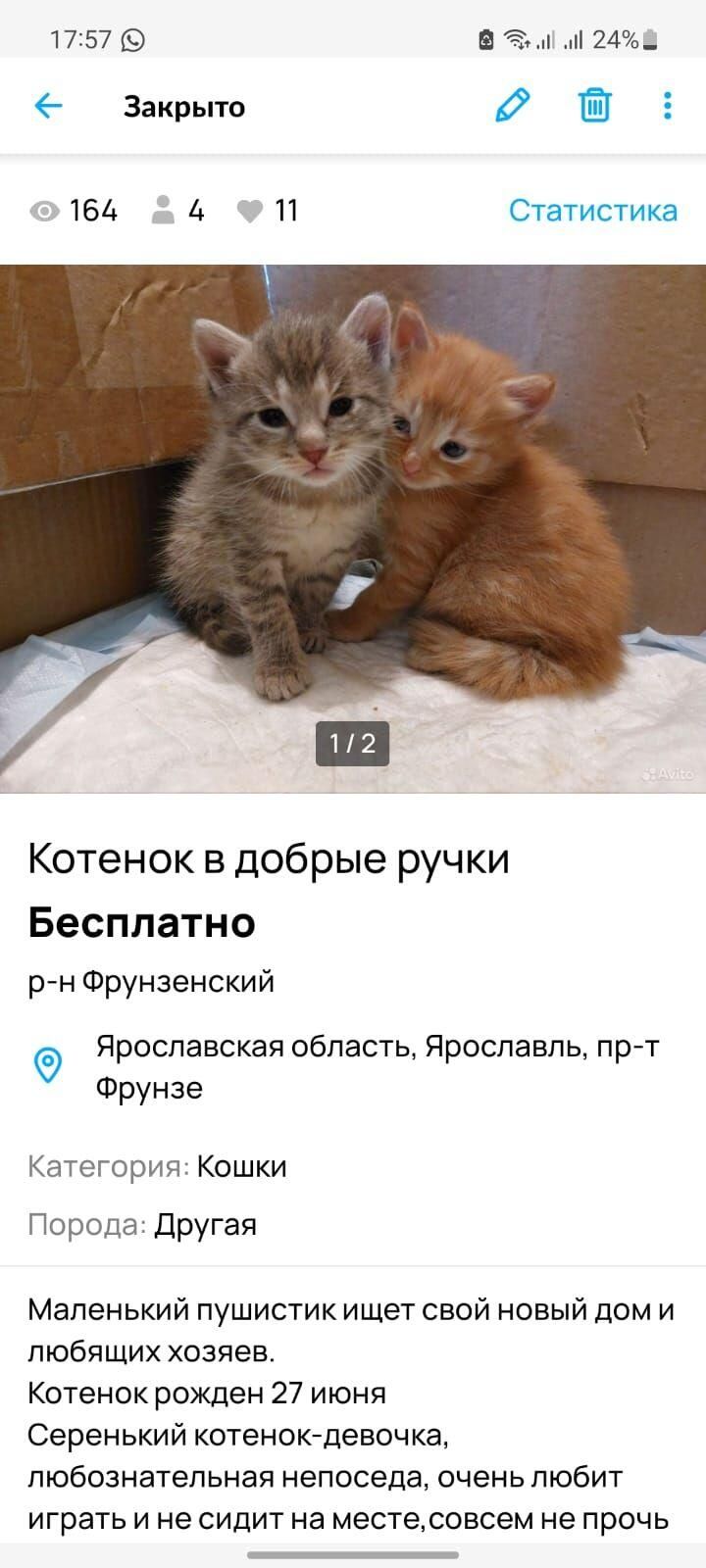 Рыжий котенок попал в руки живодера и был жестоко убит Рыжий котенок попал в руки живодера и был жестоко убит - РИА Новости, 1920, 05.10.2023
