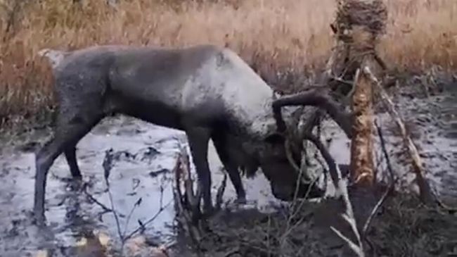 Северный олень запутался рогами в старой линии связи в лесу Охинского района